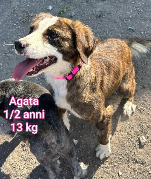 Canini piccoli e contenuti! Foto 7