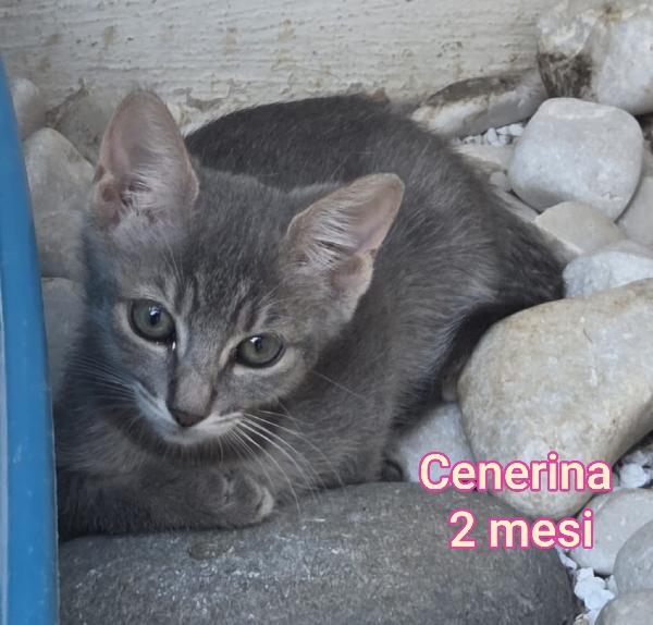 GATTINI: SIAMO AL COLLASSO Foto 4