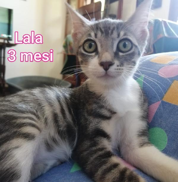 GATTINI: SIAMO AL COLLASSO Foto 6