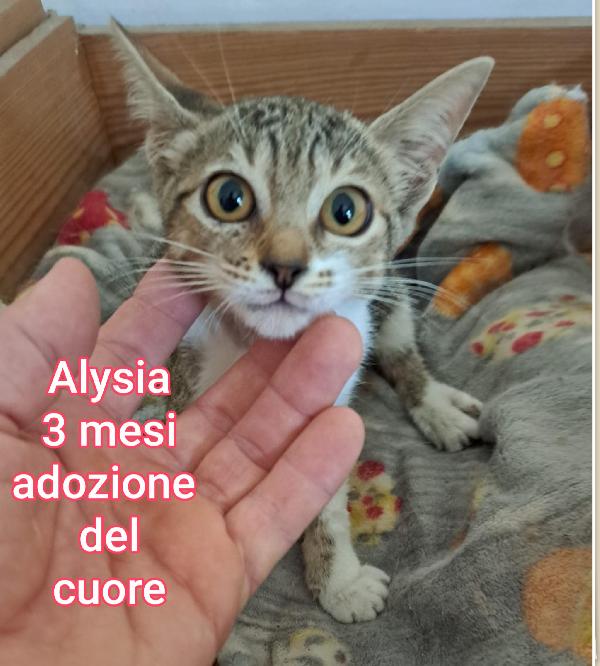GATTINI: SIAMO AL COLLASSO Foto 10