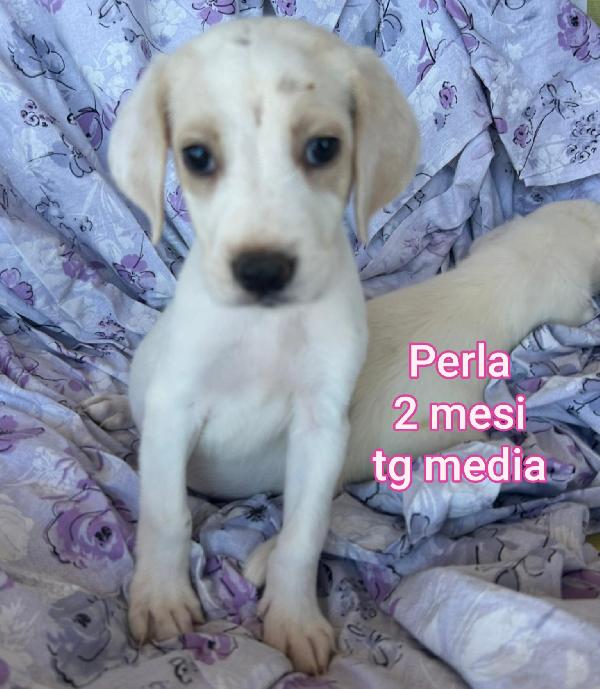 Invisibili Cuccioli! 2/3 Mesi 