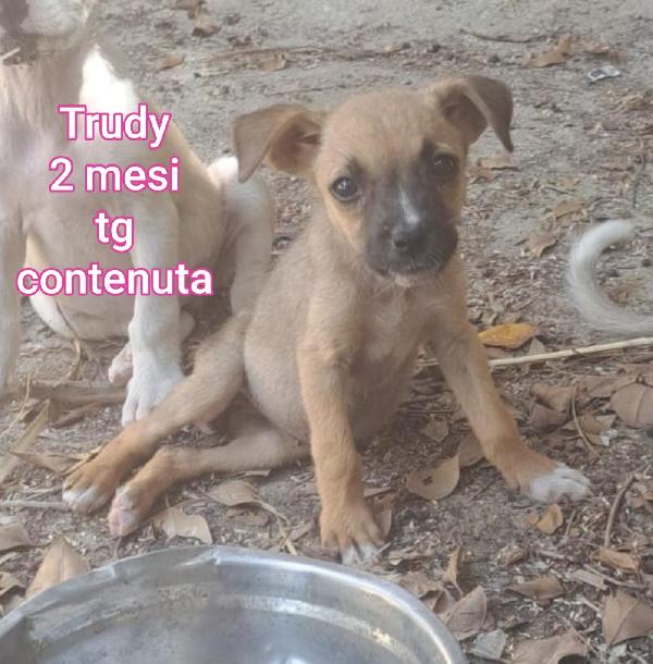 INVISIBILI CUCCIOLI! 2/3 MESI  Foto 3