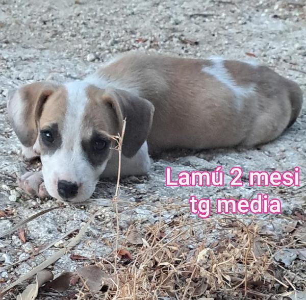 INVISIBILI CUCCIOLI! 2/3 MESI  Foto 4