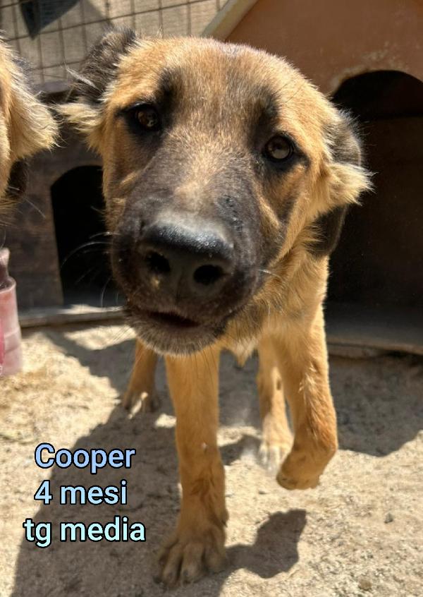 INVISIBILI CUCCIOLI! 2/3 MESI  Foto 5