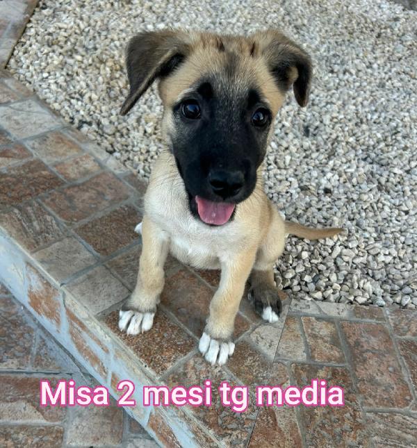 INVISIBILI CUCCIOLI! 2/3 MESI  Foto 7