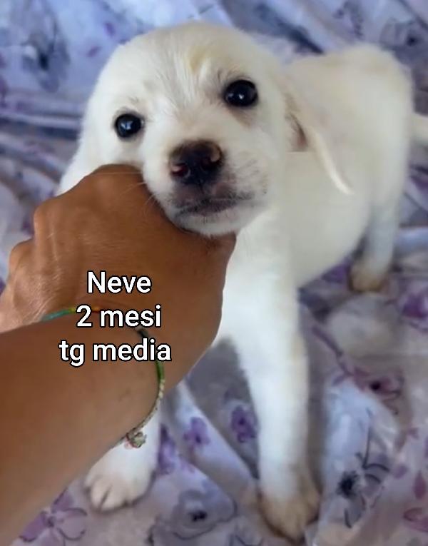 INVISIBILI CUCCIOLI! 2/3 MESI  Foto 12