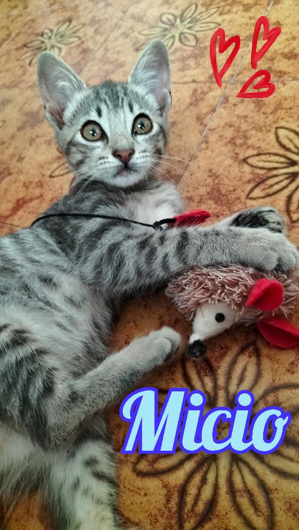 Micio Gattino Grigio Argento 