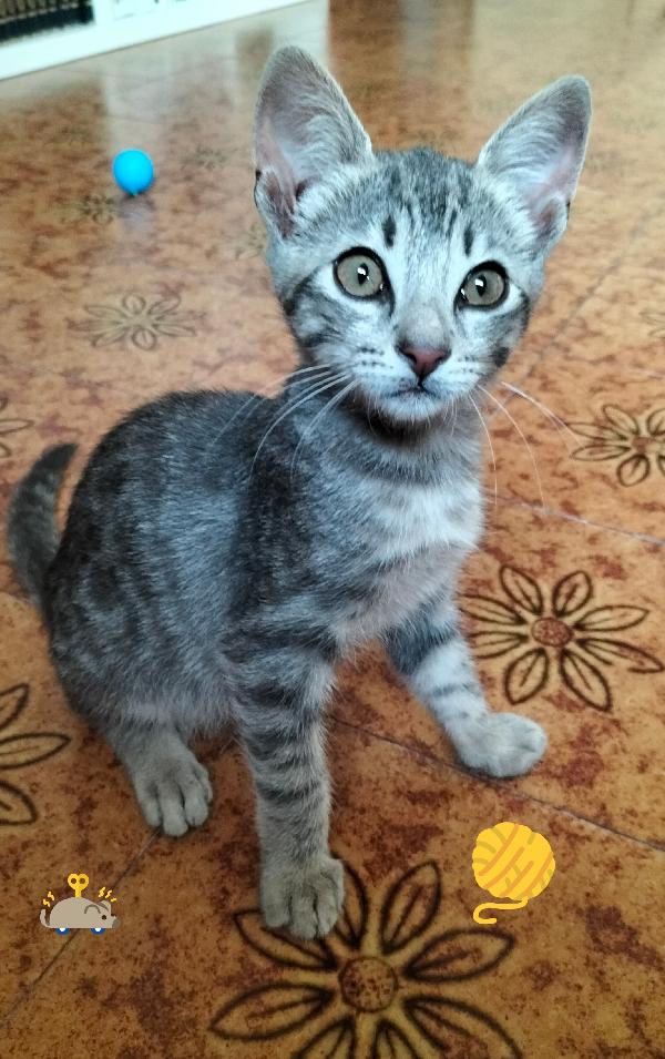 Micio gattino grigio argento  Foto 2