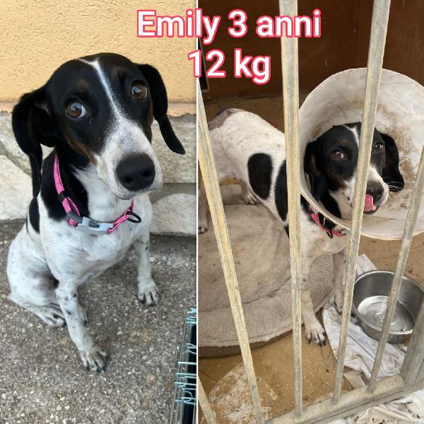 Cagnolini piccoli/mediopiccoli Foto 6