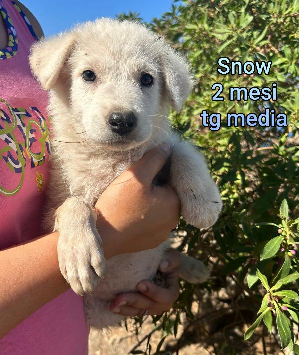 Salva La Vita Ad Un Cucciolo!!