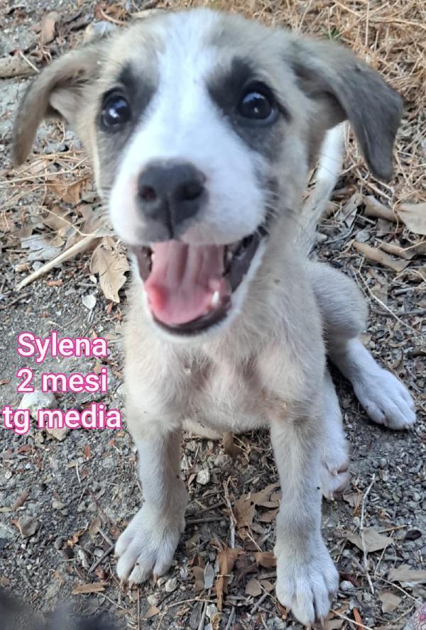 Salva la vita ad un cucciolo!! Foto 2