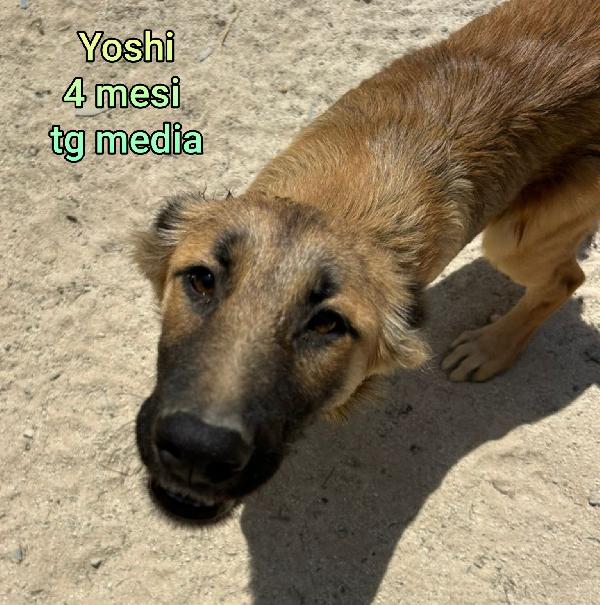 Salva la vita ad un cucciolo!! Foto 4