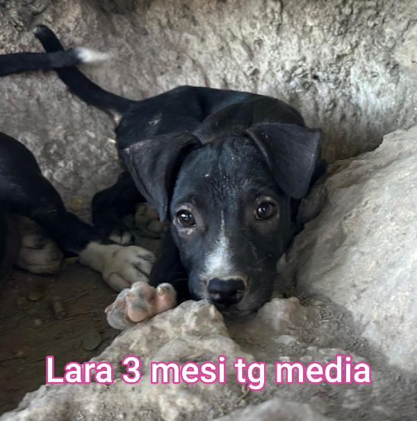 Salva la vita ad un cucciolo!! Foto 5