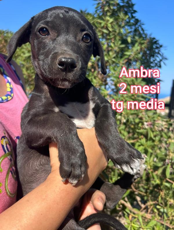 Salva la vita ad un cucciolo!! Foto 8
