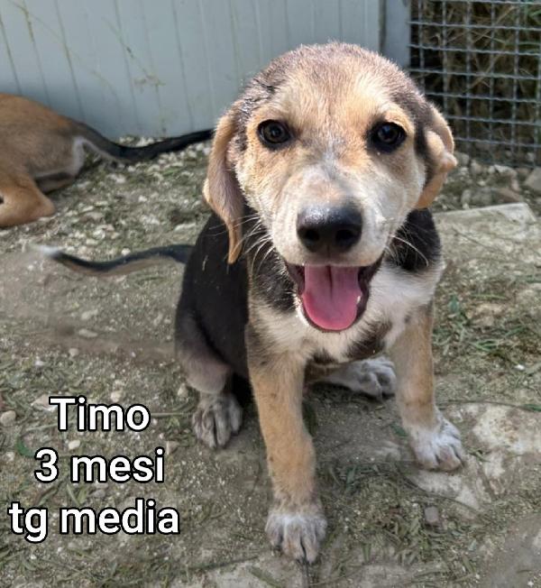 Salva la vita ad un cucciolo!! Foto 10
