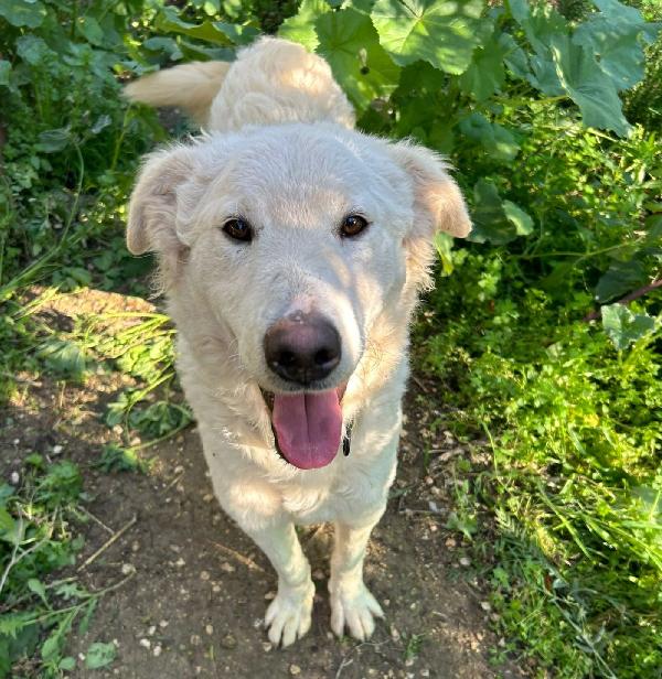 Lollo! Invisibile cucciolone buonissimo  Foto 2