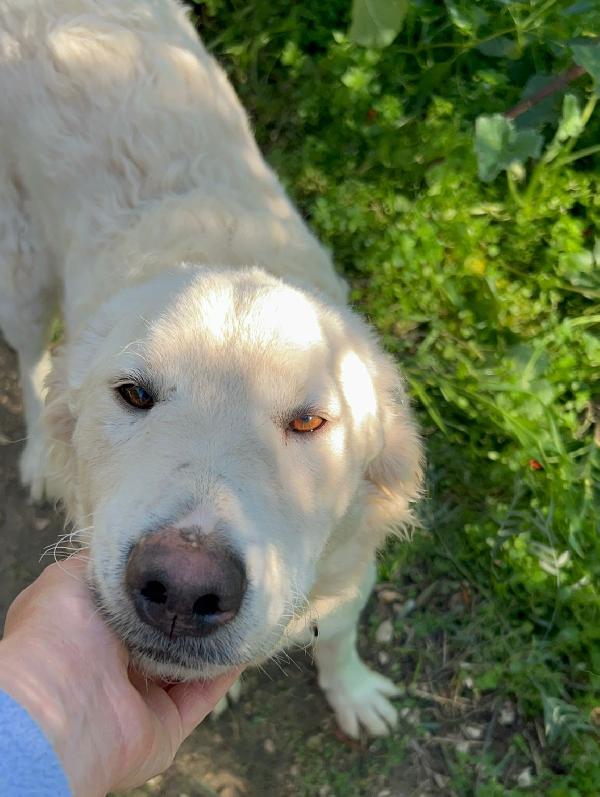 Lollo! Invisibile cucciolone buonissimo  Foto 5