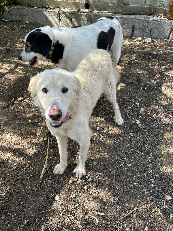 Lollo! Invisibile cucciolone buonissimo  Foto 7
