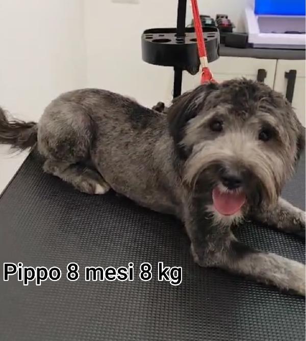 Cagnolini piccini cercano casa  Foto 3
