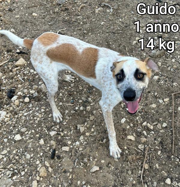 Cagnolini piccini cercano casa  Foto 7