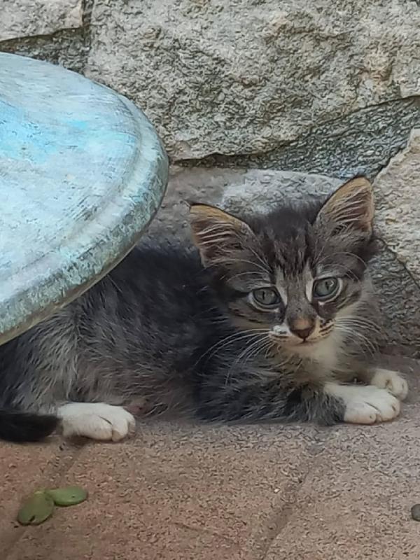 Beyoncè Dolce Gattina Cerca Casa - Adotta Una Star!