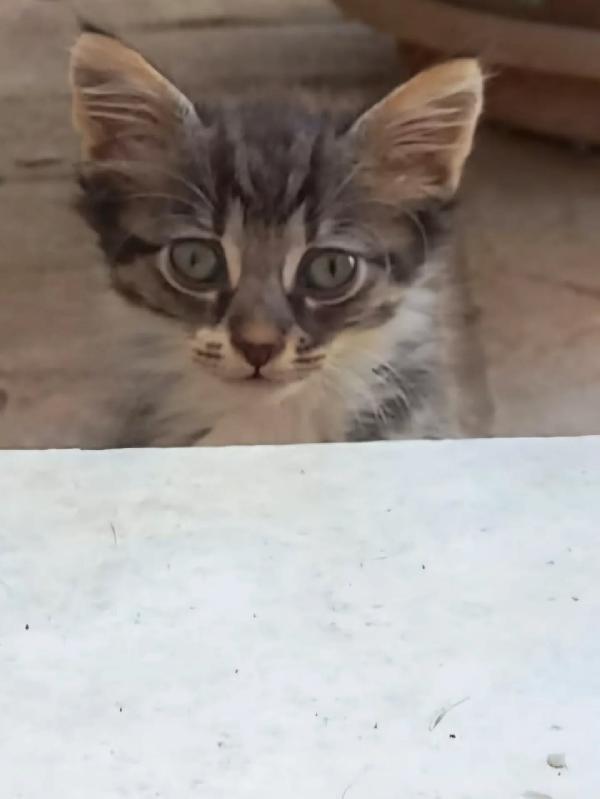 Beyoncè dolce gattina cerca casa - adotta una STAR! Foto 2