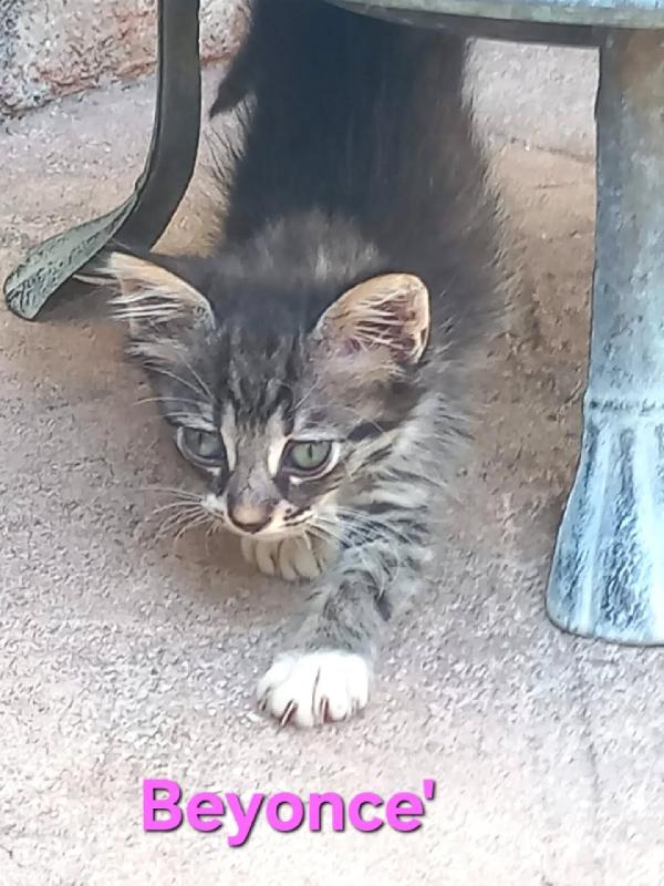 Beyoncè dolce gattina cerca casa - adotta una STAR! Foto 3