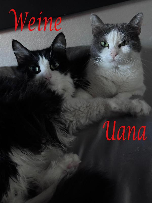 Weine E Uana, Dolci Gatti In Adozione!