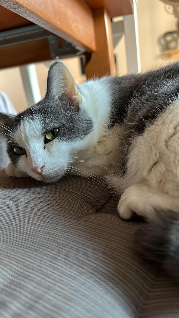 WEINE e UANA, dolci gatti in adozione! Foto 2