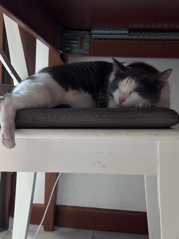 WEINE e UANA, dolci gatti in adozione! Foto 3