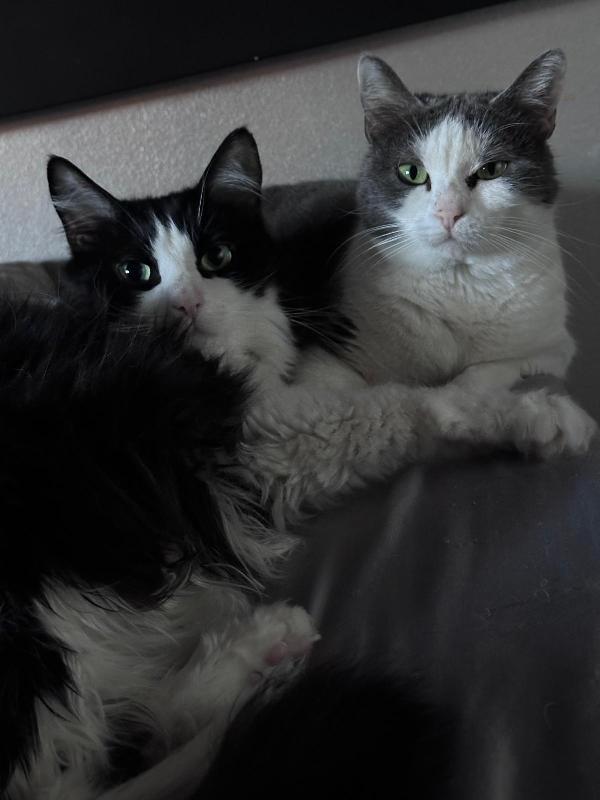 WEINE e UANA, dolci gatti in adozione! Foto 4
