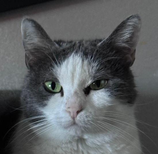 WEINE e UANA, dolci gatti in adozione! Foto 6
