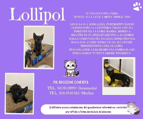 Lollipol, Tenera Micina In Adozione!