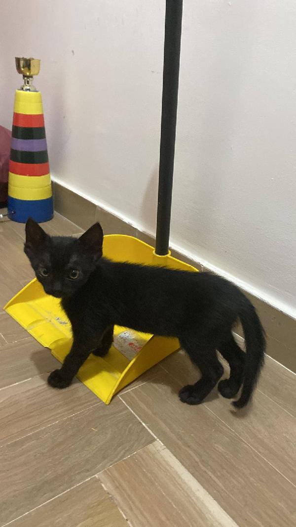 LOLLIPOL, tenera micina in adozione! Foto 4