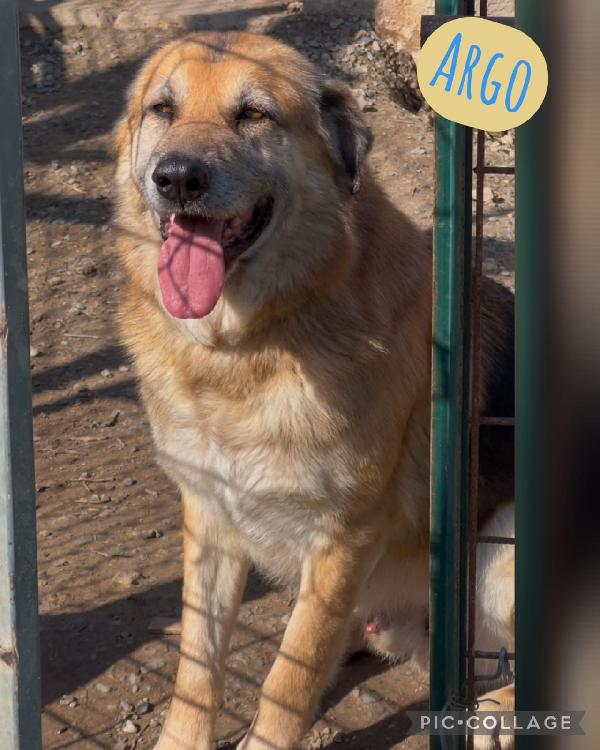 Argo, 8 anni pastore tedesco Foto 1