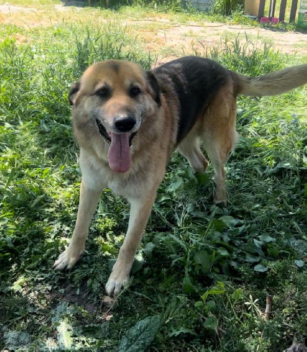 Argo, 8 anni pastore tedesco Foto 2