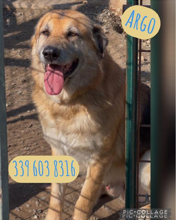 Argo, 8 anni pastore tedesco Foto 3