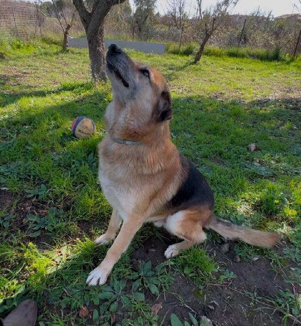 Argo, 8 anni pastore tedesco Foto 4