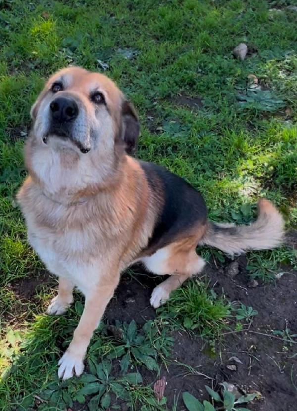 Argo, 8 anni pastore tedesco Foto 5