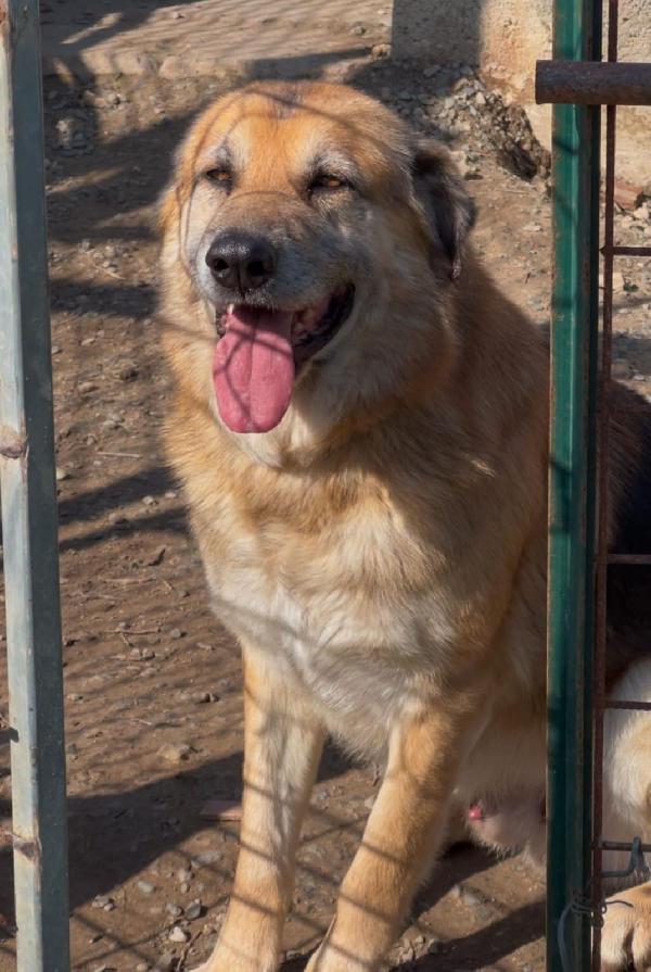 Argo, 8 anni pastore tedesco Foto 6