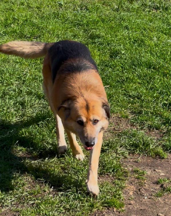 Argo, 8 anni pastore tedesco Foto 7