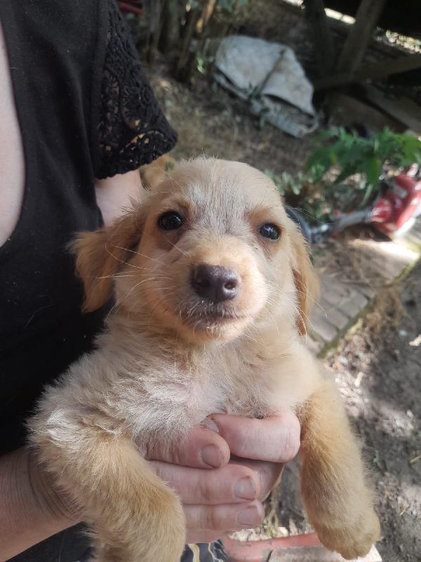 Penny Splendido Dolce Cucciolo Cerca Famiglia 