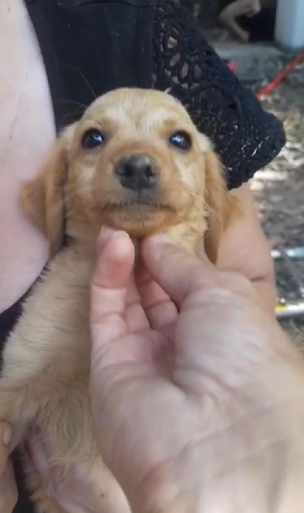 NANA’ TENERA DOLCE CUCCIOLINA CERCA FAMIGLIA  Foto 2