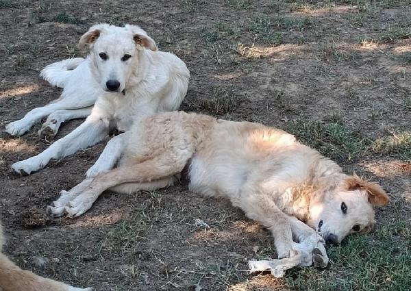 2Fratellini 5Mesi A Fine Mese In Canile!