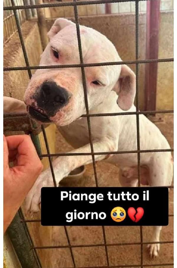 Dogo Argentino Adulto Nato Sfortunato!