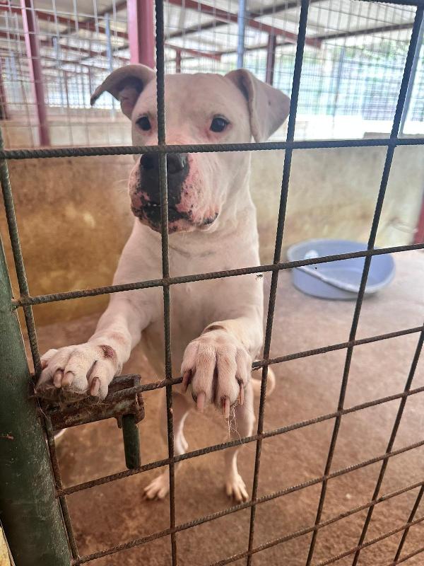 Dogo Argentino adulto NATO SFORTUNATO! Foto 2