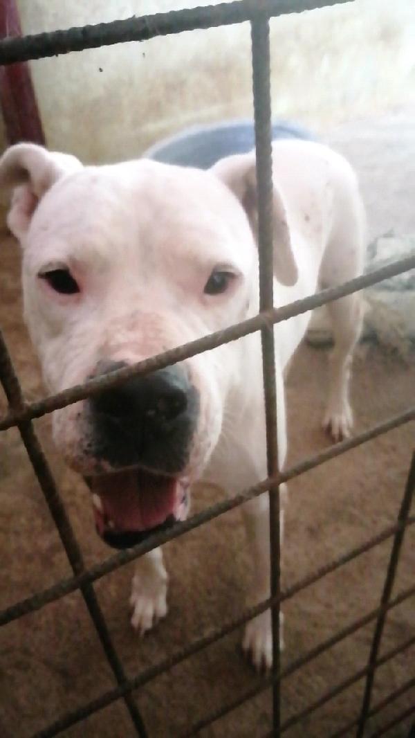 Dogo Argentino adulto NATO SFORTUNATO! Foto 3