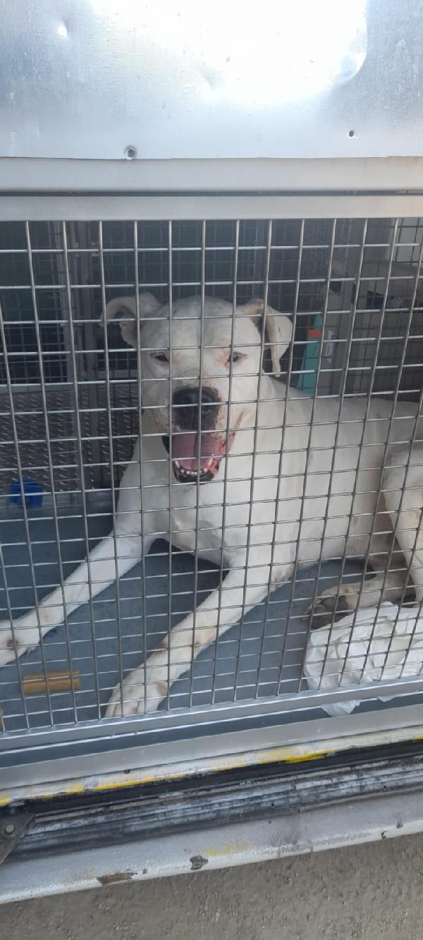 Dogo Argentino adulto NATO SFORTUNATO! Foto 4