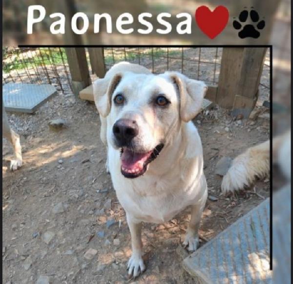 Mix Labrador Femmina 4Anni Nessuno La Nota! Toscana