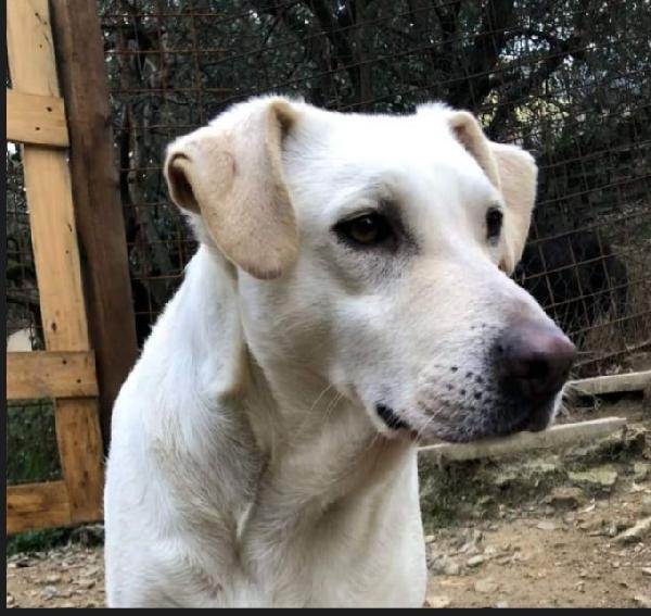 Mix Labrador femmina 4anni NESSUNO LA NOTA! TOSCANA Foto 2